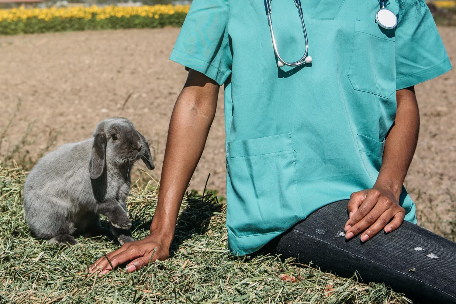 Mobile veterinary unit on a farm visit