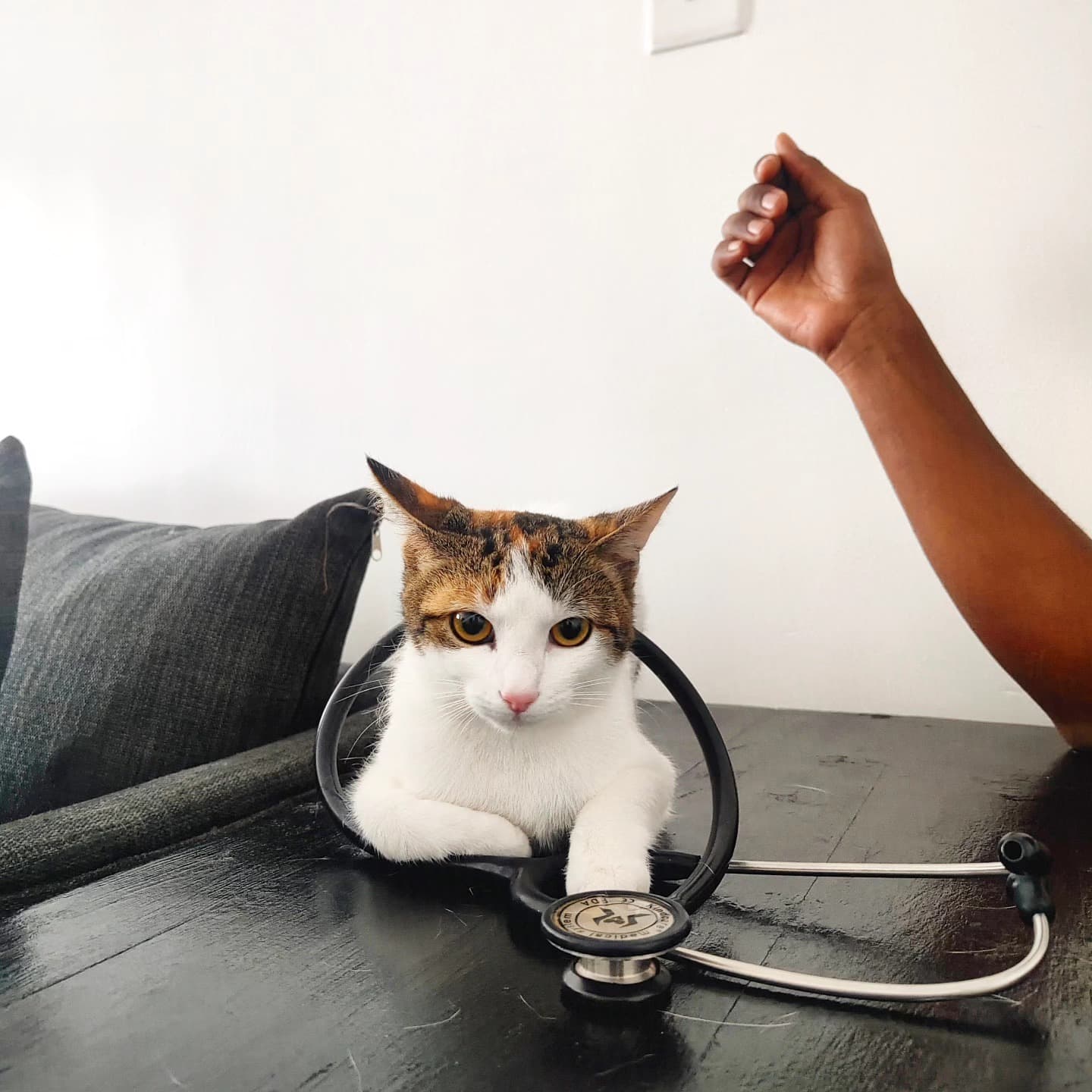 Veterinarian reviewing lab results on screen at The Animal Doctor Vet Clinic