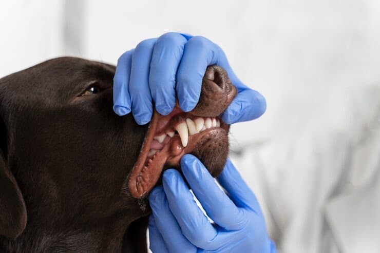 At-home brushing demonstration for pet owners