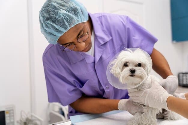 Vet explaining diagnostic results to pet owner