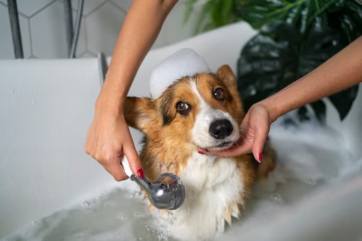 Dog getting a bath at The Animal Doctor