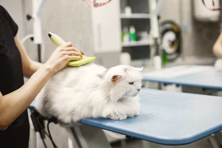 Cat being gently blow-dried