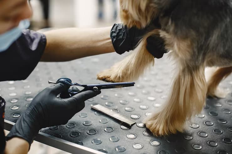 Nail clipping on a calm poodle