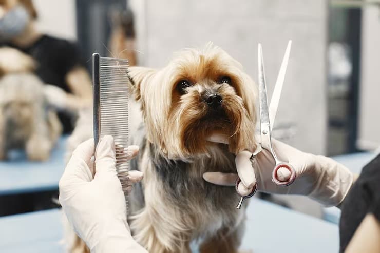 Freshly groomed Shih Tzu with bow