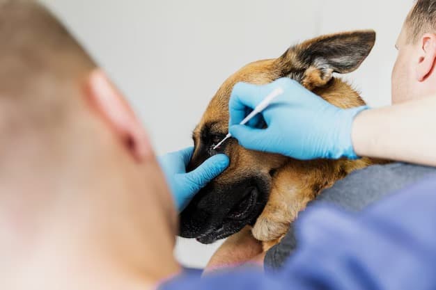 Kitten receiving first vaccine at The Animal Doctor