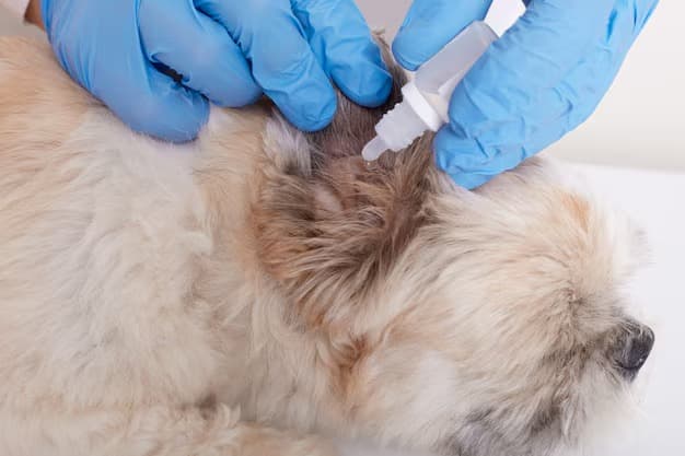 Flea and tick prevention products available at the clinic