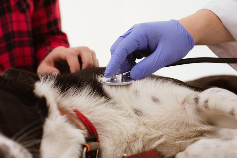 Vet checking a cat's heartbeat at The Animal Doctor