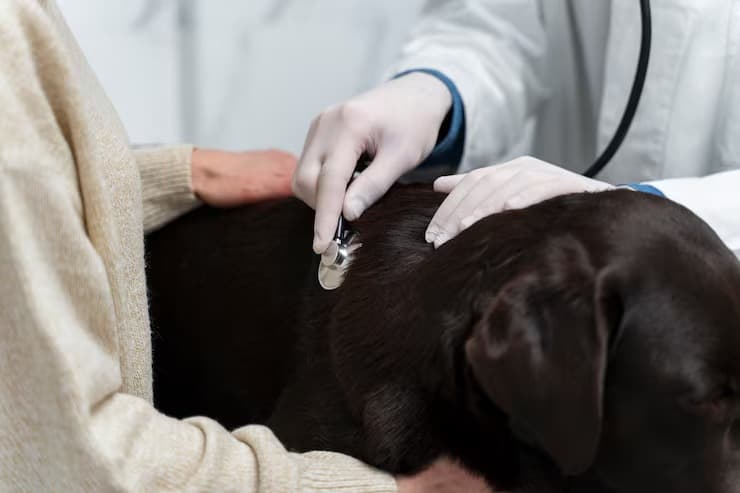 Vet discussing wellness results with pet owner