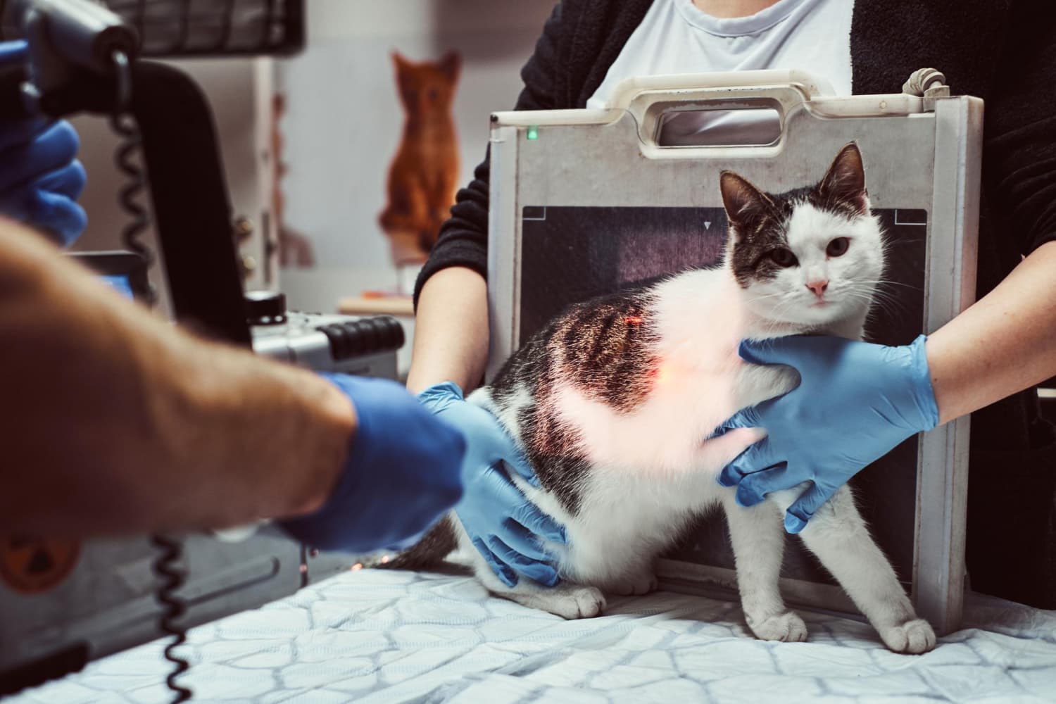 We are Here When Your Pet Needs Us Most